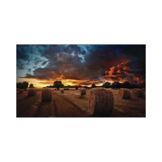 Pantalla Profesional LED de 55